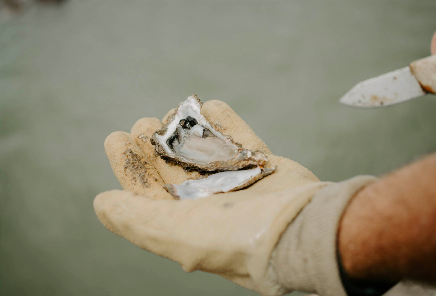 Five Dozen Live Pacific Whole Shell Oysters delivered on Friday to the Auckland Region
