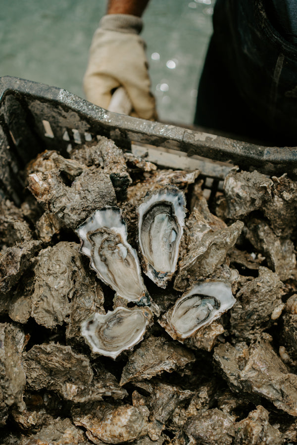 Five Dozen Live Pacific Whole Shell Oysters delivered on Friday to the Auckland Region