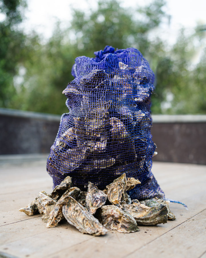 Five Dozen Live Pacific Whole Shell Oysters delivered on Friday to the Auckland Region